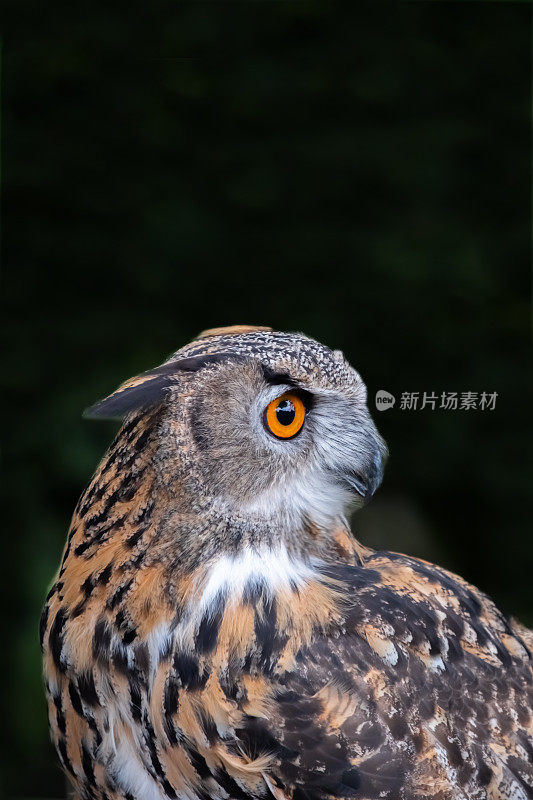 欧亚鹰鸮(Bubo Bubo)近照